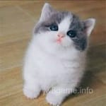 Avatar of Javed Anwar